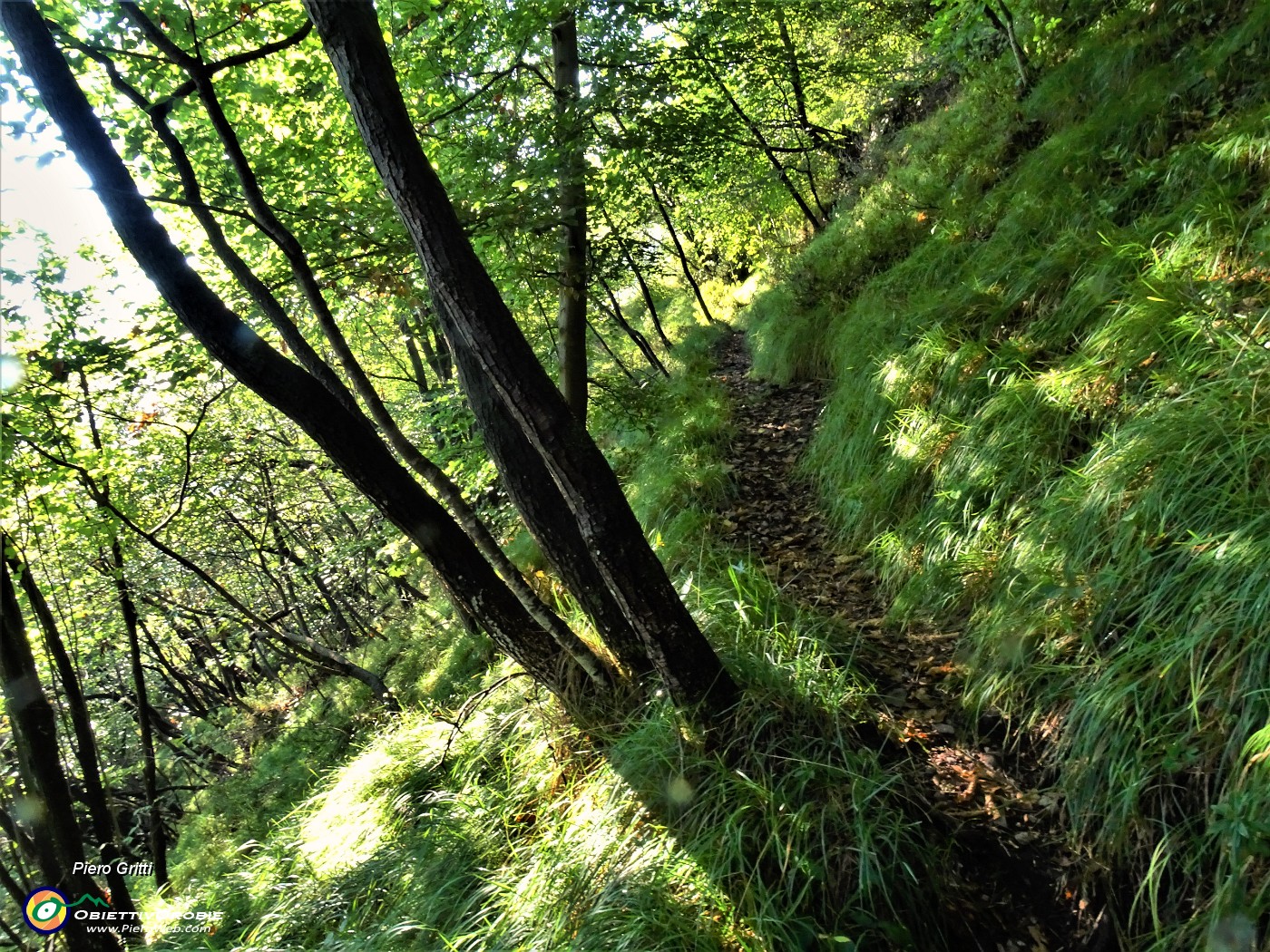 19 Il sentiero in decisa salita nel bosco ceduo .JPG